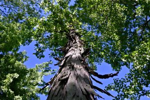 Apartments in Lebanon Upward view of a tall tree trunk extending into a canopy of green leaves against a clear blue sky.