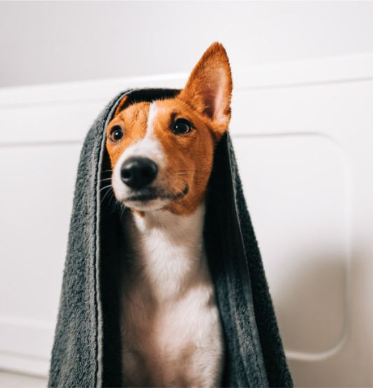 Apartments in Lebanon A dog with a grey blanket draped over its head looking curiously at the camera.