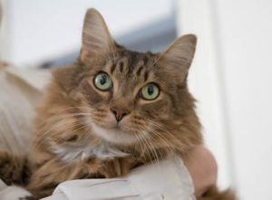 Apartments in Lebanon A fluffy tabby cat with green eyes being held and looking at the camera.